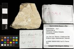 Foto (Objekt + Etiketten) von Goniodromites sp. 